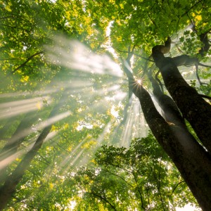 Sunny day at the forest