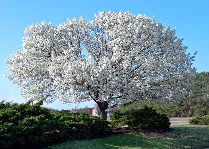 Dogwood Tree